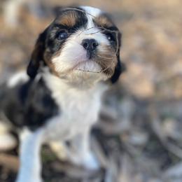 Aussiedoodles, Cavalier King Charles Spaniels, and Cavapoos from Shelby Paws
