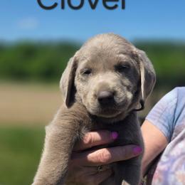 Clover - Silver male Dilute Retriever puppy in New Providence, Pennsylvania from Southernend Silvers