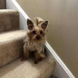 Lola - Yorkshire Terrier