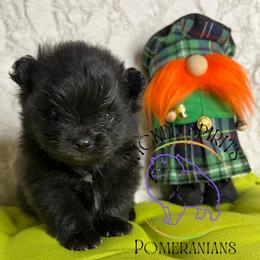 HOLD AKC CRACKLE - Black male Pomeranian puppy in Watkins Glen, New York from Wicked Spirits Pomeranians
