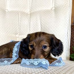 Dachshund Puppies from Hidden Haven Dachshunds