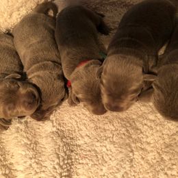 Dilute Retriever Puppies from Royalty Retrievers