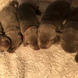 Dilute Retriever Puppies from Royalty Retrievers