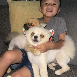 French Bulldog and Pomeranian All Grown Up from Chaos Central Valley Bulls