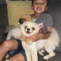 French Bulldog and Pomeranian All Grown Up from Chaos Central Valley Bulls