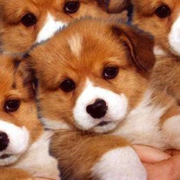 Dalarno Pembroke Welsh Corgis breeder of Cardigan Welsh Corgi