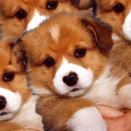 Dalarno Pembroke Welsh Corgis breeder of Cardigan Welsh Corgi