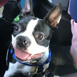 Boston Terrier Puppies from NW Boston Terriers