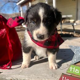 Todd - Black tri-color male Australian Shepherd puppy in Preston, Idaho from KC Bar Ranch Aussies