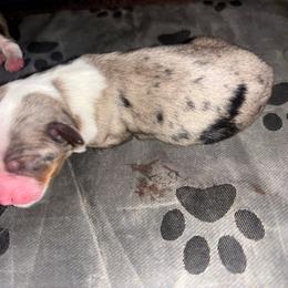 Peach - Blue merle female Toy Australian Shepherd puppy in Princeton, Louisiana from Legacy Hill Aussies