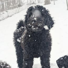 Fae - Black female Australian Labradoodle puppy in Sturbridge, Massachusetts from Pawlite Best Friends