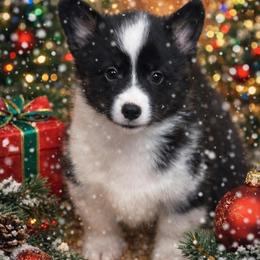 Abbey - Black and white female American Corgi puppy in Hico, Texas from Chisholm Trail Kennels