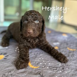 Goldendoodle Puppies from Wizard Doodles