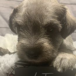 Boy 3 - Miniature Schnauzer puppy in Mountain Home, Idaho from Kissack Kennels