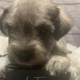 Boy 3 - Miniature Schnauzer puppy in Mountain Home, Idaho from Kissack Kennels