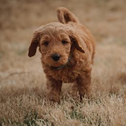 Goldendoodle Puppies from Abner Creek Doodles