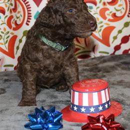 Poodle Puppies from RK'S Pets