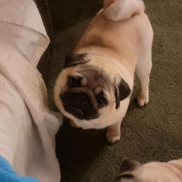 Bulldog and Pug Puppies from JR’s Pugs