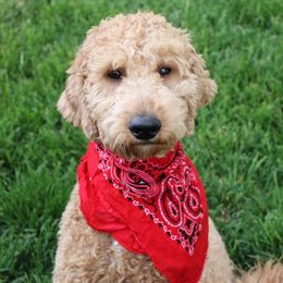 Moab - Poodle