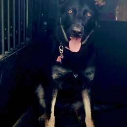 Jess - German Shepherd