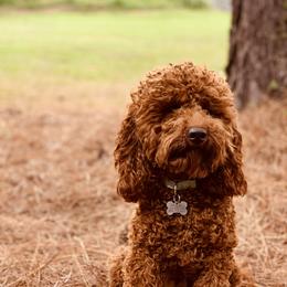 Rover - Poodle