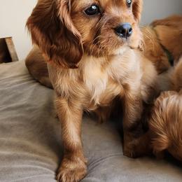 Black - Ruby male Cavalier King Charles Spaniel puppy in Utah from Parker Puppies