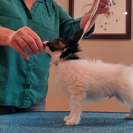 BOB - White black and tan Papillon puppy in Ellenboro, North Carolina from Larimar Border Collies and Papillons
