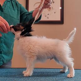 BOB - White black and tan Papillon puppy in Ellenboro, North Carolina from Larimar Border Collies and Papillons