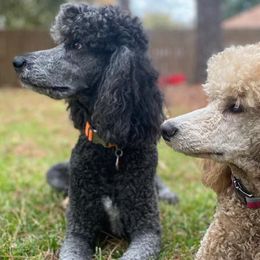 Giant Schnauzers and Poodles from Mississippi Poodles, Doodles and Giants
