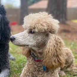 Giant Schnauzers and Poodles from Mississippi Poodles, Doodles and Giants