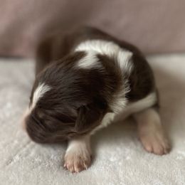 Gray Collar - Red Chocolate - Red male Border Collie puppy in Gadsden, Alabama from Collie Wood Hills