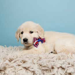 Rebel - Light golden Golden Retriever puppy in Heber City, Utah from Wasatch Back Companions