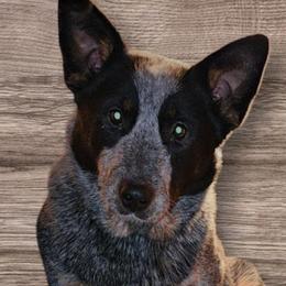 Daisy - Australian Cattle Dog