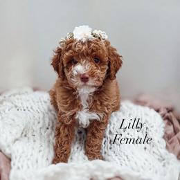 Lilly - Red  female Poodle puppy in Portage, Utah from Pugsley Poodles