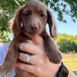 Rip - Chocolate male Dachshund puppy in Slaughterville, Oklahoma from BooneDox Miniature Dachshunds