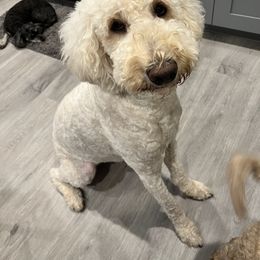 Cupcake - Goldendoodle