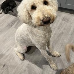 Cupcake - Goldendoodle