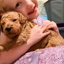 Winifred - Yellow collar - Cream female Goldendoodle puppy in Puyallup, Washington from Dawnie’s Doodles