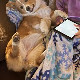 Pembroke Welsh Corgi Puppies from Gotta Chase Em All Corgis