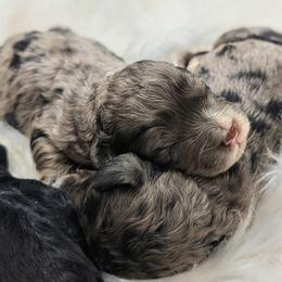 Boy 1 - Merle male Cockapoo puppy in Salt Lake City, Utah from Utah Cocker Spaniels