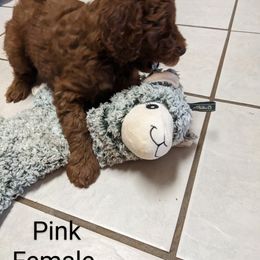 Poodle puppies from Rosevly Standard Poodles