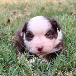 Penny - Red tri female Miniature Australian Shepherd puppy in Muskogee, Oklahoma from Tagalong Lane Australian shepherds