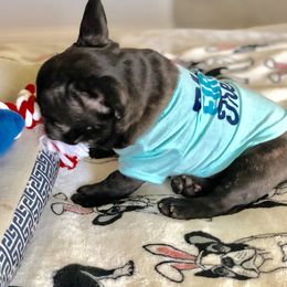 French Bulldog Puppies from Bouledogue Royal