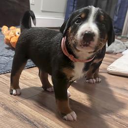 Hussar Ridge-Brown - Black brown and white female Appenzeller Sennenhund puppy in Westborough, Massachusetts from HussarRidge