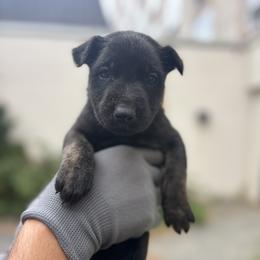 Dutch Shepherd Puppies from Lisa's dutchies