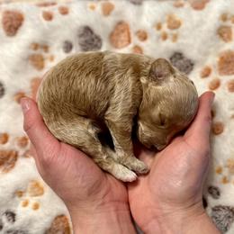 Honey - Apricot female Poodle puppy in Dunn, North Carolina from Sandy Creek Kennels