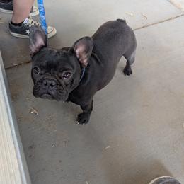 French Bulldog puppies from Beachn Ranch