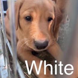 (White) Chocolate - Yellow male Labrador Retriever puppy in Brantwood, Wisconsin from Ritchie Road Labradors