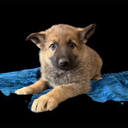 Sable Male 2 - Sable male German Shepherd puppy in Tafton, Pennsylvania from Pocono GSD