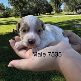 Beau - Parti male Goldendoodle puppy in Arcadia, Florida from KnuDawn Goldendoodles